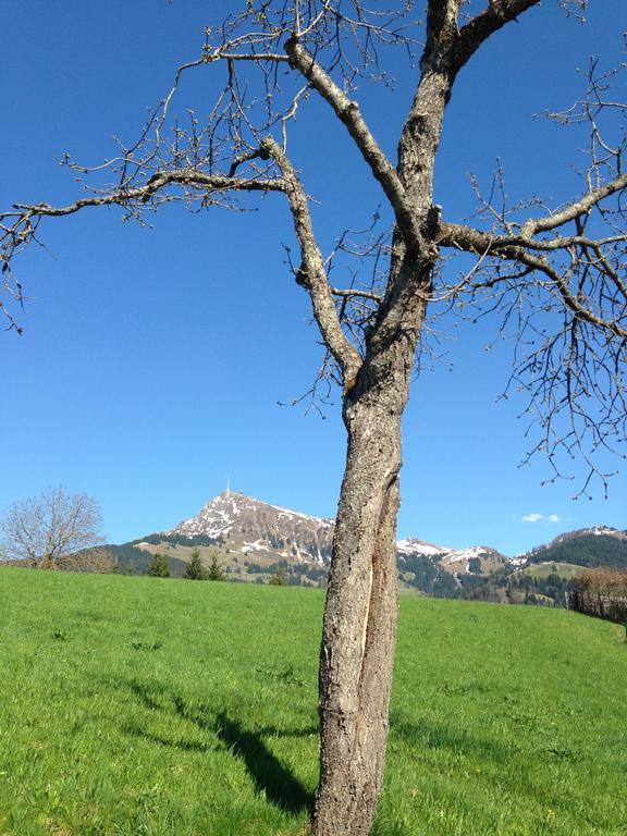 Appartement Lisa Schweiger Kirchberg in Tirol Bagian luar foto